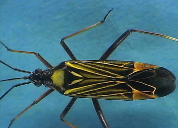 Miris striatus